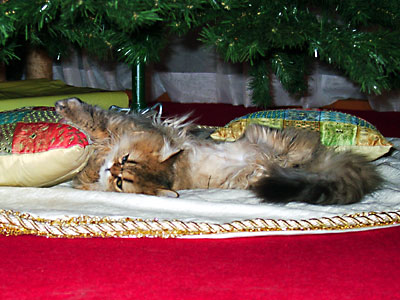 猫, チンチラ・ゴールデン, 来夢, 来喜