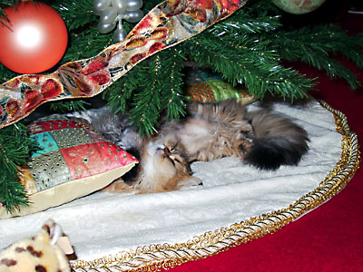 猫, チンチラ・ゴールデン, 来夢, 来喜