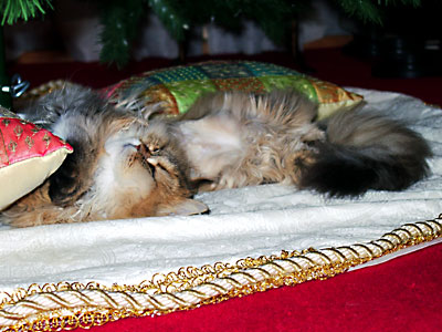 猫, チンチラ・ゴールデン, 来夢, 来喜