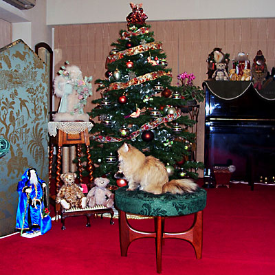 猫, チンチラ・ゴールデン, 来夢, 来喜