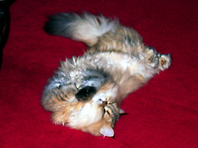 猫, チンチラ・ゴールデン, 来夢, 来喜