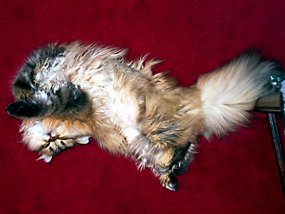 猫, チンチラ・ゴールデン, 来夢, 来喜