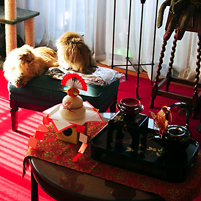 猫, チンチラ・ゴールデン, 来夢, 来喜