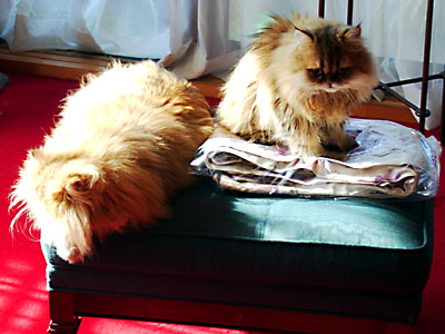 猫, チンチラ・ゴールデン, 来夢, 来喜