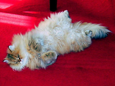 猫, チンチラ・ゴールデン, 来夢, 来喜