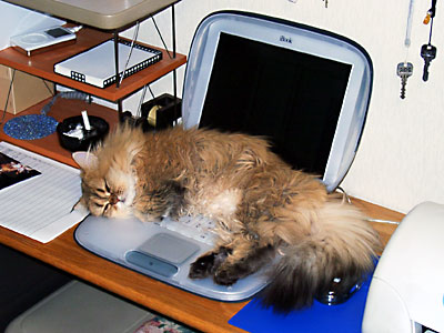 猫, チンチラ・ゴールデン, 来夢, 来喜