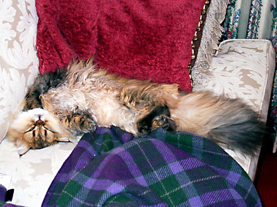 猫, チンチラ・ゴールデン, 来夢, 来喜