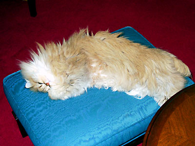 猫, チンチラ・ゴールデン, 来夢, 来喜