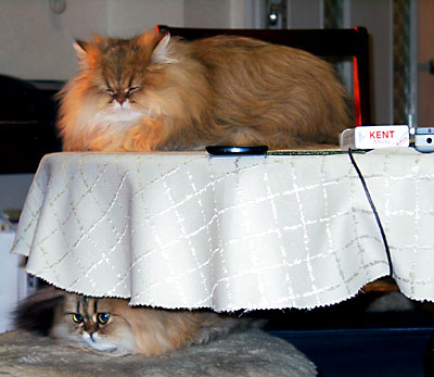 猫, チンチラ・ゴールデン, 来夢, 来喜