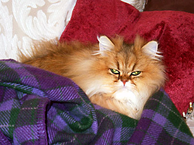 猫, チンチラ・ゴールデン, 来夢, 来喜