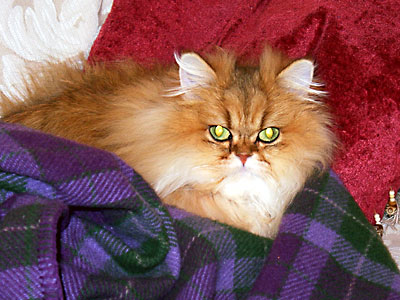 猫, チンチラ・ゴールデン, 来夢, 来喜