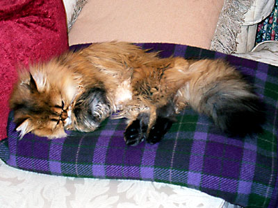 猫, チンチラ・ゴールデン, 来夢, 来喜