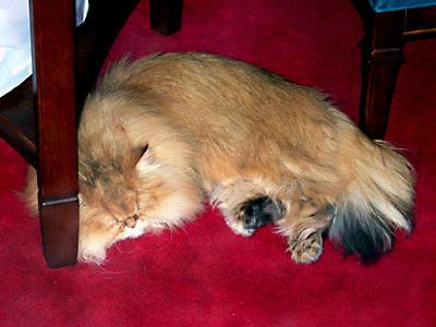 猫, チンチラ・ゴールデン, 来夢, 来喜