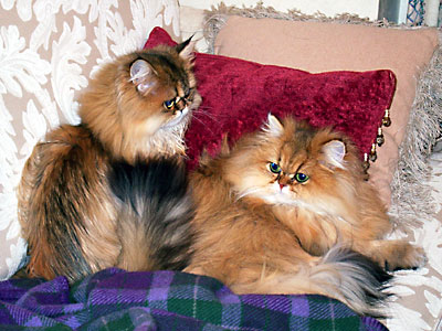 猫, チンチラ・ゴールデン, 来夢, 来喜