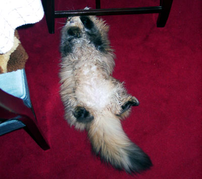 猫, チンチラ・ゴールデン, 来夢, 来喜