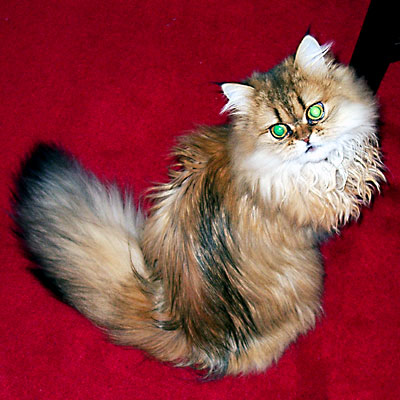 猫, チンチラ・ゴールデン, 来夢, 来喜