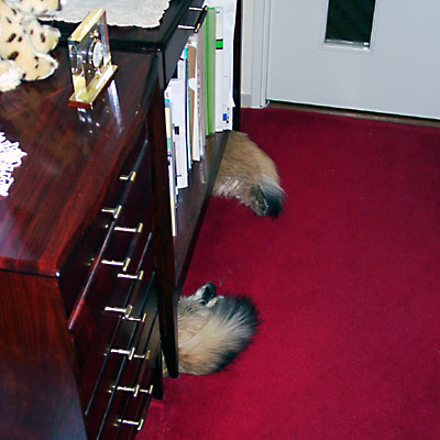 猫, チンチラ・ゴールデン, 来夢, 来喜