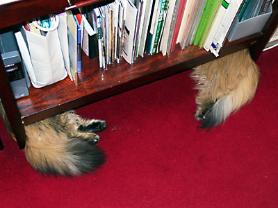 猫, チンチラ・ゴールデン, 来夢, 来喜