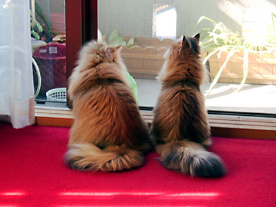 猫, チンチラ・ゴールデン, 来夢, 来喜