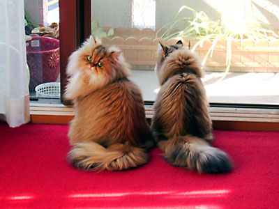 猫, チンチラ・ゴールデン, 来夢, 来喜