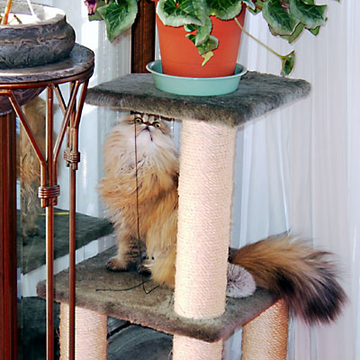 猫, チンチラ・ゴールデン, 来夢, 来喜