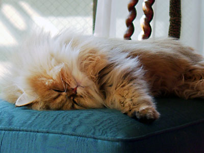 猫, チンチラ・ゴールデン, 来夢, 来喜