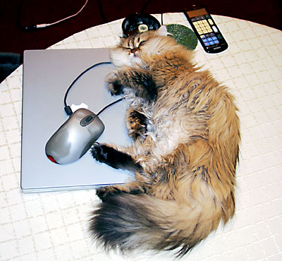 猫, チンチラ・ゴールデン, 来夢, 来喜