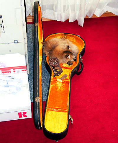 猫, チンチラ・ゴールデン, 来夢, 来喜