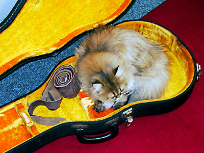 猫, チンチラ・ゴールデン, 来夢, 来喜