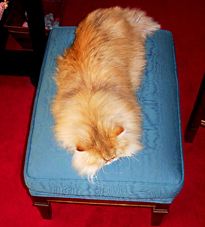 猫, チンチラ・ゴールデン, 来夢, 来喜