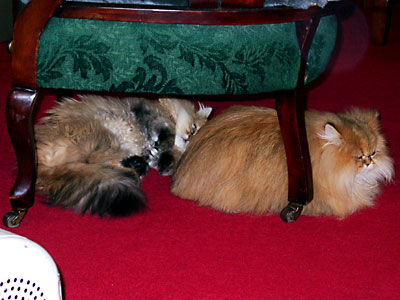 猫, チンチラ・ゴールデン, 来夢, 来喜