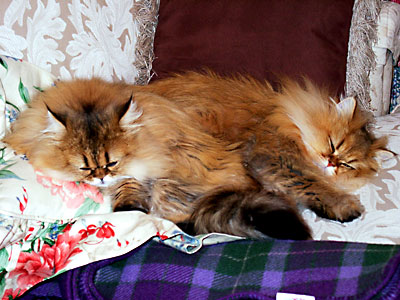 猫, チンチラ・ゴールデン, 来夢, 来喜