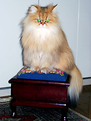 猫, チンチラ・ゴールデン, 来夢, 来喜