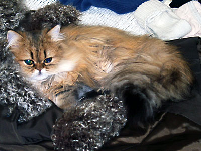 猫, チンチラ・ゴールデン, 来夢, 来喜