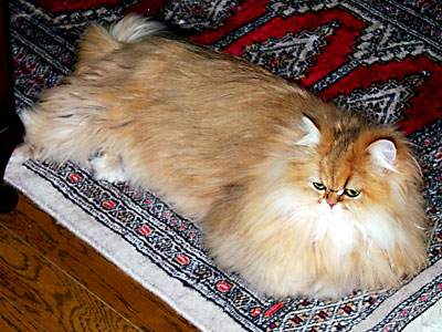 猫, チンチラ・ゴールデン, 来夢, 来喜