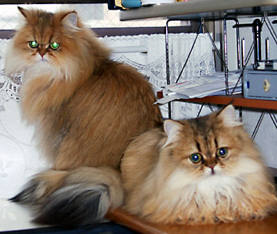 猫, チンチラ・ゴールデン, 来夢, 来喜