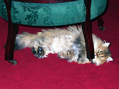 猫, チンチラ・ゴールデン, 来夢, 来喜