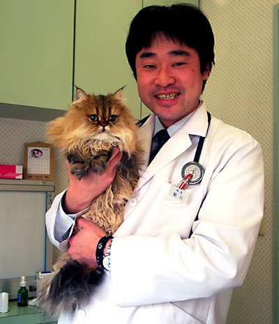 猫, チンチラ・ゴールデン, 来夢, 来喜