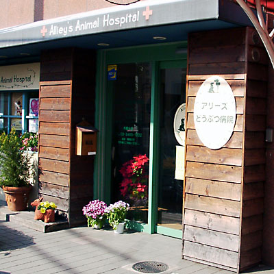 猫, チンチラ・ゴールデン, 来夢, 来喜