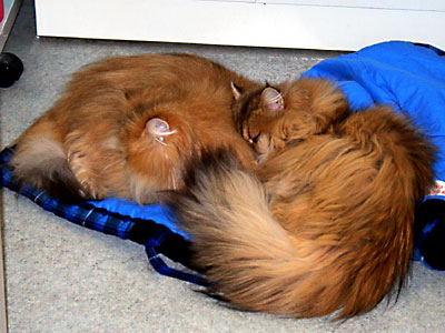 猫, チンチラ・ゴールデン, 来夢, 来喜