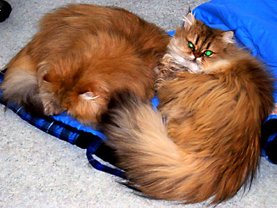 猫, チンチラ・ゴールデン, 来夢, 来喜