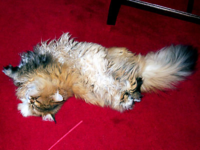 猫, チンチラ・ゴールデン, 来夢, 来喜