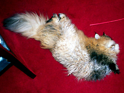 猫, チンチラ・ゴールデン, 来夢, 来喜
