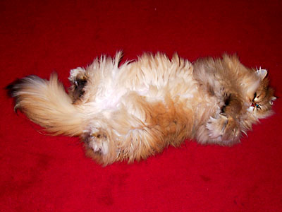 猫, チンチラ・ゴールデン, 来夢, 来喜