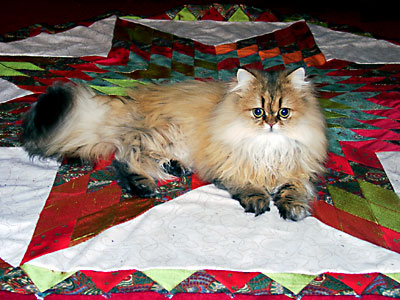 猫, チンチラ・ゴールデン, 来夢, 来喜