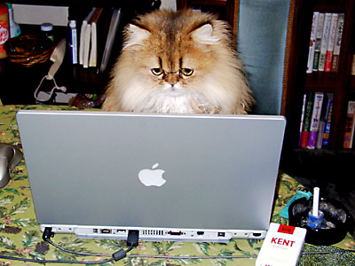 猫, チンチラ・ゴールデン, 来夢, 来喜