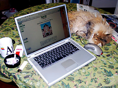 猫, チンチラ・ゴールデン, 来夢, 来喜