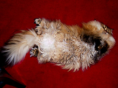 猫, チンチラ・ゴールデン, 来夢, 来喜