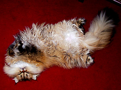 猫, チンチラ・ゴールデン, 来夢, 来喜