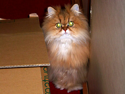 猫, チンチラ・ゴールデン, 来夢, 来喜